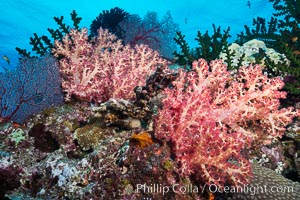 Vibrant colorful soft corals reaching into ocean currents, capturing passing planktonic food, Fiji, Dendronephthya