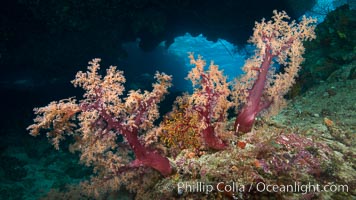 Vibrant colorful soft corals reaching into ocean currents, capturing passing planktonic food, Fiji, Dendronephthya, Vatu I Ra Passage, Bligh Waters, Viti Levu  Island