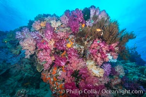 Vibrant colorful soft corals reaching into ocean currents, capturing passing planktonic food, Fiji, Dendronephthya, Nigali Passage, Gau Island, Lomaiviti Archipelago
