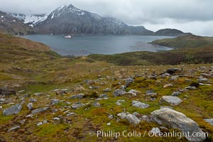 View of Godthul, from the grassy slopes of South Georgia.  The name Godthul, or "Good Hollow", dates back to Norwegian whalers who used this bay as a anchorage