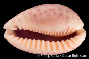Violet Chinese Cowrie., Cypraea chinensis violacea, natural history stock photograph, photo id 08106