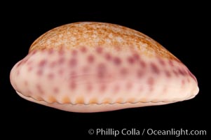 Violet Chinese Cowrie, Cypraea chinensis violacea