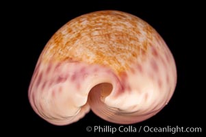 Violet Chinese Cowrie, Cypraea chinensis violacea