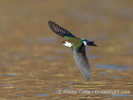 Violet-Green Swallow in Flight, Tachycineta thalassina, Lake Wohlford, Escondido, California