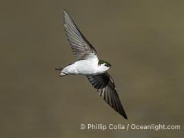 Violet-Green Swallow in Flight, Tachycineta thalassina, Lake Wohlford, Escondido, California
