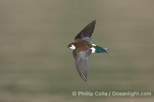 Violet-Green Swallow in Flight, Tachycineta thalassina, Lake Wohlford, Escondido, California