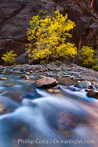 Flowing water and fall cottonwood trees, along the Virgin River in the Zion Narrows in autumn.