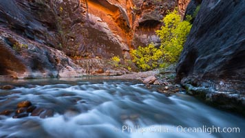 Virgin River narrows and fall colors, cottonwood trees in autumn along the Virgin River with towering sandstone cliffs, Virgin River Narrows, Zion National Park, Utah