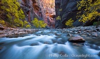 Flowing water and fall cottonwood trees, along the Virgin River in the Zion Narrows in autumn, Virgin River Narrows, Zion National Park, Utah