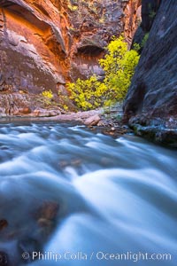 Virgin River narrows and fall colors, cottonwood trees in autumn along the Virgin River with towering sandstone cliffs, Virgin River Narrows, Zion National Park, Utah