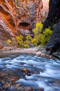 Virgin River narrows and fall colors, cottonwood trees in autumn along the Virgin River with towering sandstone cliffs, Virgin River Narrows, Zion National Park, Utah