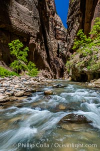 The Virgin River Narrows, where the Virgin River has carved deep, narrow canyons through the Zion National Park sandstone, creating one of the finest hikes in the world