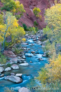 The Virgin River and fall colors, maples and cottonwood trees in autumn, Zion National Park, Utah
