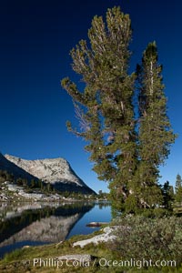 Vogelsang Peak (11500') and tree, reflected in the still morning waters of Fletcher Lake, in Yosemite's gorgeous high country, late summer, Yosemite National Park, California