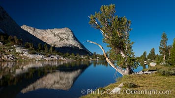 Vogelsang Peak (11500') and tree, reflected in the still morning waters of Fletcher Lake, in Yosemite's gorgeous high country, late summer, Yosemite National Park, California