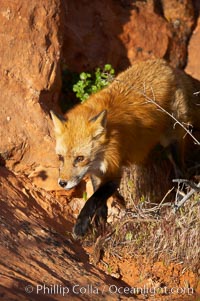 Red fox.  Red foxes are the most widely distributed wild carnivores in the world. Red foxes utilize a wide range of habitats including forest, tundra, prairie, and farmland. They prefer habitats with a diversity of vegetation types and are increasingly encountered in suburban areas, Vulpes vulpes