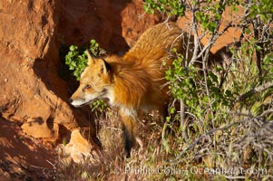Red fox.  Red foxes are the most widely distributed wild carnivores in the world. Red foxes utilize a wide range of habitats including forest, tundra, prairie, and farmland. They prefer habitats with a diversity of vegetation types and are increasingly encountered in suburban areas, Vulpes vulpes