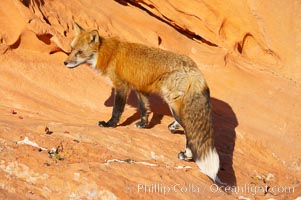 Red fox.  Red foxes are the most widely distributed wild carnivores in the world. Red foxes utilize a wide range of habitats including forest, tundra, prairie, and farmland. They prefer habitats with a diversity of vegetation types and are increasingly encountered in suburban areas, Vulpes vulpes