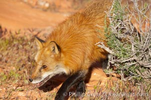 Red fox.  Red foxes are the most widely distributed wild carnivores in the world. Red foxes utilize a wide range of habitats including forest, tundra, prairie, and farmland. They prefer habitats with a diversity of vegetation types and are increasingly encountered in suburban areas, Vulpes vulpes