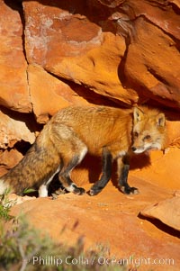 Red fox.  Red foxes are the most widely distributed wild carnivores in the world. Red foxes utilize a wide range of habitats including forest, tundra, prairie, and farmland. They prefer habitats with a diversity of vegetation types and are increasingly encountered in suburban areas, Vulpes vulpes