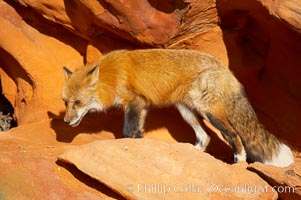 Red fox.  Red foxes are the most widely distributed wild carnivores in the world. Red foxes utilize a wide range of habitats including forest, tundra, prairie, and farmland. They prefer habitats with a diversity of vegetation types and are increasingly encountered in suburban areas, Vulpes vulpes