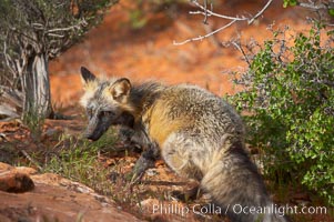 Cross fox.  The cross fox is a color variation of the red fox, Vulpes vulpes