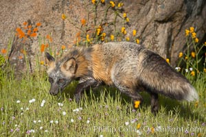 Cross fox, Sierra Nevada foothills, Mariposa, California.  The cross fox is a color variation of the red fox, Vulpes vulpes