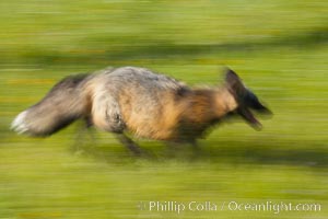 Cross fox, Sierra Nevada foothills, Mariposa, California.  The cross fox is a color variation of the red fox, Vulpes vulpes