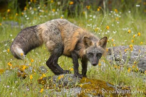 Cross fox, Sierra Nevada foothills, Mariposa, California.  The cross fox is a color variation of the red fox, Vulpes vulpes