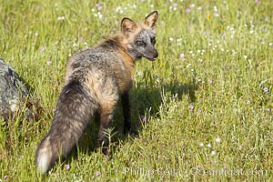 Cross fox, Sierra Nevada foothills, Mariposa, California.  The cross fox is a color variation of the red fox, Vulpes vulpes