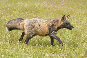 Cross fox, Sierra Nevada foothills, Mariposa, California.  The cross fox is a color variation of the red fox, Vulpes vulpes