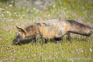 Cross fox, Sierra Nevada foothills, Mariposa, California.  The cross fox is a color variation of the red fox, Vulpes vulpes