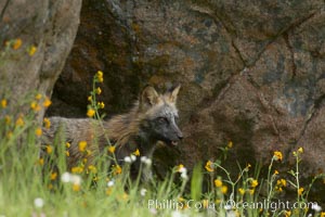 Cross fox, Sierra Nevada foothills, Mariposa, California.  The cross fox is a color variation of the red fox, Vulpes vulpes