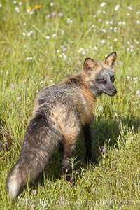 Cross fox, Sierra Nevada foothills, Mariposa, California.  The cross fox is a color variation of the red fox, Vulpes vulpes