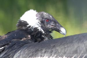 Andean condor, Vultur gryphus