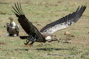 Vulture in flight, greater Maasai Mara, Kenya