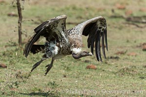 Vulture in flight, greater Maasai Mara, Kenya, Olare Orok Conservancy