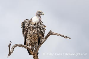 Vulture, Greater Masai Mara, Kenya, Mara North Conservancy