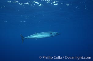 Wahoo (ono), Revilligigedos, Acanthocybium