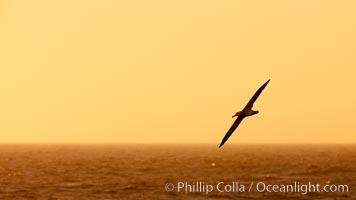 Wandering albatross in flight, over the open sea.  The wandering albatross has the largest wingspan of any living bird, with the wingspan between, up to 12' from wingtip to wingtip.  It can soar on the open ocean for hours at a time, riding the updrafts from individual swells, with a glide ratio of 22 units of distance for every unit of drop.  The wandering albatross can live up to 23 years.  They hunt at night on the open ocean for cephalopods, small fish, and crustaceans. The survival of the species is at risk due to mortality from long-line fishing gear.