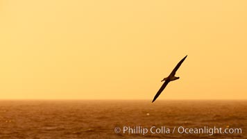 Wandering albatross in flight, over the open sea.  The wandering albatross has the largest wingspan of any living bird, with the wingspan between, up to 12' from wingtip to wingtip.  It can soar on the open ocean for hours at a time, riding the updrafts from individual swells, with a glide ratio of 22 units of distance for every unit of drop.  The wandering albatross can live up to 23 years.  They hunt at night on the open ocean for cephalopods, small fish, and crustaceans. The survival of the species is at risk due to mortality from long-line fishing gear, Diomedea exulans