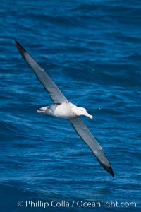 Wandering albatross in flight, over the open sea.  The wandering albatross has the largest wingspan of any living bird, with the wingspan between, up to 12' from wingtip to wingtip.  It can soar on the open ocean for hours at a time, riding the updrafts from individual swells, with a glide ratio of 22 units of distance for every unit of drop.  The wandering albatross can live up to 23 years.  They hunt at night on the open ocean for cephalopods, small fish, and crustaceans. The survival of the species is at risk due to mortality from long-line fishing gear.