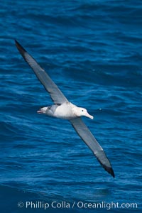 Wandering albatross in flight, over the open sea.  The wandering albatross has the largest wingspan of any living bird, with the wingspan between, up to 12' from wingtip to wingtip.  It can soar on the open ocean for hours at a time, riding the updrafts from individual swells, with a glide ratio of 22 units of distance for every unit of drop.  The wandering albatross can live up to 23 years.  They hunt at night on the open ocean for cephalopods, small fish, and crustaceans. The survival of the species is at risk due to mortality from long-line fishing gear, Diomedea exulans