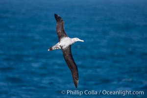 Wandering albatross in flight, over the open sea.  The wandering albatross has the largest wingspan of any living bird, with the wingspan between, up to 12' from wingtip to wingtip.  It can soar on the open ocean for hours at a time, riding the updrafts from individual swells, with a glide ratio of 22 units of distance for every unit of drop.  The wandering albatross can live up to 23 years.  They hunt at night on the open ocean for cephalopods, small fish, and crustaceans. The survival of the species is at risk due to mortality from long-line fishing gear, Diomedea exulans