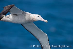 Wandering albatross in flight, over the open sea.  The wandering albatross has the largest wingspan of any living bird, with the wingspan between, up to 12' from wingtip to wingtip.  It can soar on the open ocean for hours at a time, riding the updrafts from individual swells, with a glide ratio of 22 units of distance for every unit of drop.  The wandering albatross can live up to 23 years.  They hunt at night on the open ocean for cephalopods, small fish, and crustaceans. The survival of the species is at risk due to mortality from long-line fishing gear, Diomedea exulans