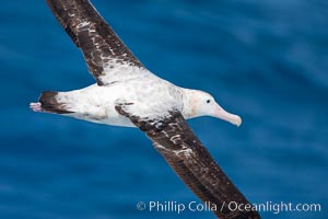 Wandering albatross in flight, over the open sea.  The wandering albatross has the largest wingspan of any living bird, with the wingspan between, up to 12' from wingtip to wingtip.  It can soar on the open ocean for hours at a time, riding the updrafts from individual swells, with a glide ratio of 22 units of distance for every unit of drop.  The wandering albatross can live up to 23 years.  They hunt at night on the open ocean for cephalopods, small fish, and crustaceans. The survival of the species is at risk due to mortality from long-line fishing gear.