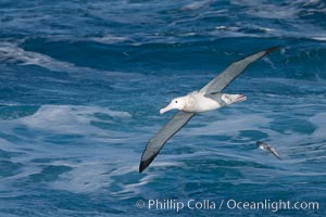 Wandering albatross in flight, over the open sea.  The wandering albatross has the largest wingspan of any living bird, with the wingspan between, up to 12' from wingtip to wingtip.  It can soar on the open ocean for hours at a time, riding the updrafts from individual swells, with a glide ratio of 22 units of distance for every unit of drop.  The wandering albatross can live up to 23 years.  They hunt at night on the open ocean for cephalopods, small fish, and crustaceans. The survival of the species is at risk due to mortality from long-line fishing gear, Diomedea exulans