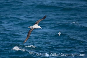 Wandering albatross in flight, over the open sea.  The wandering albatross has the largest wingspan of any living bird, with the wingspan between, up to 12' from wingtip to wingtip.  It can soar on the open ocean for hours at a time, riding the updrafts from individual swells, with a glide ratio of 22 units of distance for every unit of drop.  The wandering albatross can live up to 23 years.  They hunt at night on the open ocean for cephalopods, small fish, and crustaceans. The survival of the species is at risk due to mortality from long-line fishing gear, Diomedea exulans