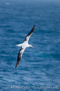 Wandering albatross in flight, over the open sea.  The wandering albatross has the largest wingspan of any living bird, with the wingspan between, up to 12' from wingtip to wingtip.  It can soar on the open ocean for hours at a time, riding the updrafts from individual swells, with a glide ratio of 22 units of distance for every unit of drop.  The wandering albatross can live up to 23 years.  They hunt at night on the open ocean for cephalopods, small fish, and crustaceans. The survival of the species is at risk due to mortality from long-line fishing gear, Diomedea exulans