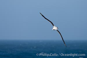 Wandering albatross in flight, over the open sea.  The wandering albatross has the largest wingspan of any living bird, with the wingspan between, up to 12' from wingtip to wingtip.  It can soar on the open ocean for hours at a time, riding the updrafts from individual swells, with a glide ratio of 22 units of distance for every unit of drop.  The wandering albatross can live up to 23 years.  They hunt at night on the open ocean for cephalopods, small fish, and crustaceans. The survival of the species is at risk due to mortality from long-line fishing gear, Diomedea exulans